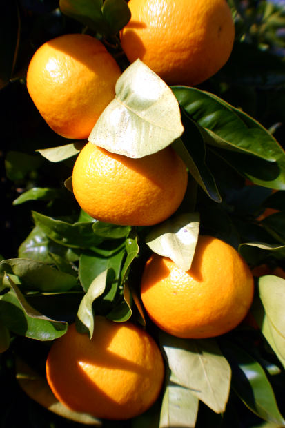 נערת התפוזים של פיבונאצ'י