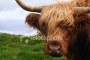 stock-photo-2164939-highland-cow